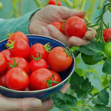 The Masseria * Fánai