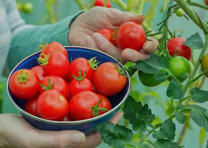 The Masseria * Fánai